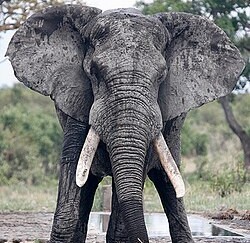 Gallery Image Elephant