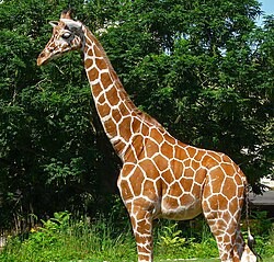 Gallery Image Giraffe