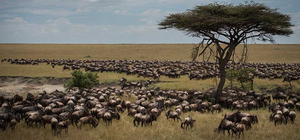Wildebeest Migration Image